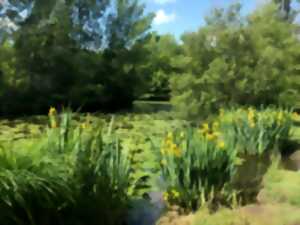 photo Bain de Forêt sur le site naturel du Moron