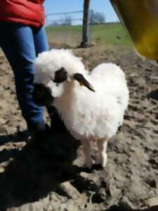 photo Portes ouvertes à la ferme Les sabots de laine à Saint-Hilaire-Bonneval