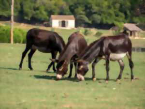 photo Promenade à dos d'ânes et poney