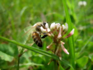 photo Atelier découverte Des fleurs et des abeilles