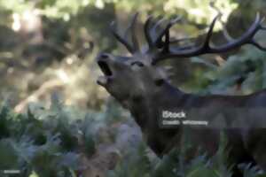 photo A l'écoute du brame du cerf