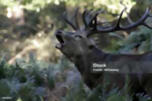 Sortie brame du cerf