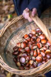 photo Marché d'automne des producteurs de pays