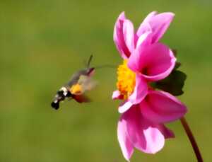 photo Sortie : Incroyables pollinisateurs