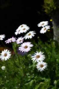 photo Marché aux plants - fleurs