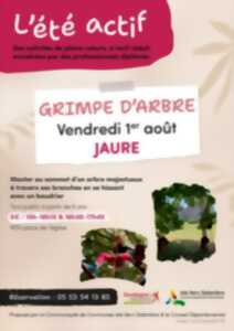 Eté actif : Grimpe d'arbre