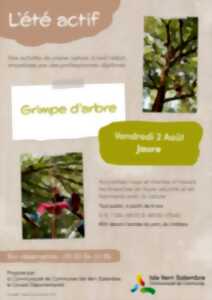 photo Eté actif : Grimpe d’arbre