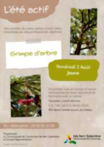 Eté actif : Grimpe d'arbre