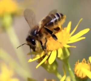 photo Mieux connaître les pollinisateurs sauvages et savoir les accueillir