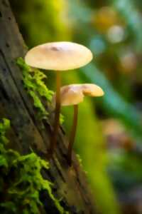 photo Fête de la Nature