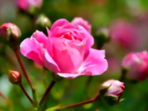 Rendez-vous aux jardins - Le jardin de Martine