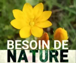 Week-end plantes sauvages !