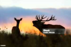 A l'écoute du brame du cerf