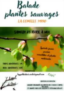 photo Balade reconnaissance plantes sauvages comestibles et médicinales