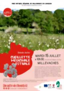 photo Cueillette médicinale estivale