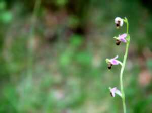 photo Les orchidées sauvages