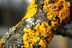 photo Drôle de lichens