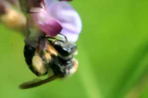 Sortie nature :  la découverte des insectes pollinisateurs