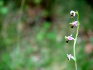 Les orchidées sauvages