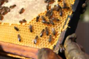 photo Le miel et les abeilles