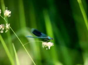 A la découverte des libellules