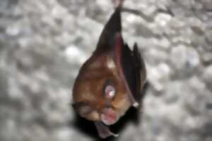 photo Cinéma Arudy : Espalungue au royaume des chauve-souris - Ciné-rencontre