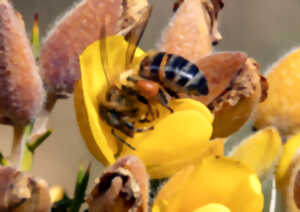 photo Immersion dans la vie des abeilles