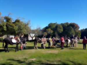 Visite de la ferme des ânes