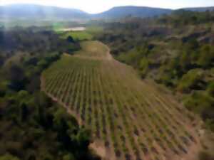 photo DOMAINE VINÉA ADRIAN - DE FERME EN FERME EN VAL DE DAGNE