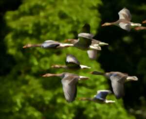 photo Micro-aventure : Envolez-vous avec le Yoga des oiseaux !