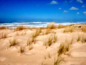 photo Marche découverte de l'environnement à Biscarrosse-Plage