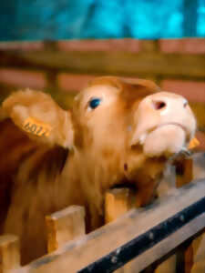 photo Estivale des savoir-faire - D'où vient le beurre ?