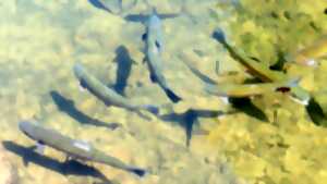 photo Pêche à la truite