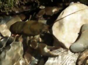 photo Sortie nature les pieds dans l'eau