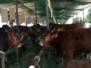 photo Fête de la Viande Limousine