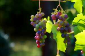 photo Les Grappes en Folies