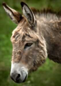 photo Balade d 'Avril