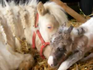 photo Pâturage avec les chevaux miniatures de Claire Sirera