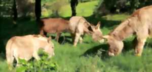 photo Balade d 'Avril