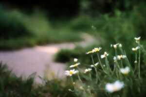 photo Terre en vert : Balade botanique