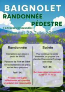 photo Randonnée pédestre à travers le lavandin