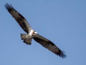 photo À la découverte du Balbuzard pêcheur