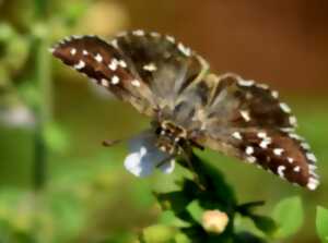 photo UN ÉTÉ AVEC LE PARC : LE VOL DES PAPILLONS