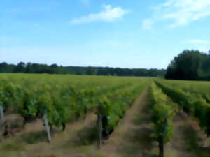 photo Immersion vigneronne entre terroirs et cépages au Domaine Sauvète à Monthou-sur-Cher