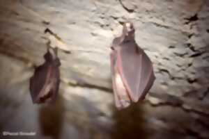 photo NUIT DE LA CHAUVE SOURIS