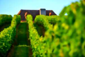 photo Marché de producteurs dans les vignes
