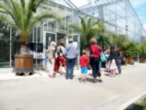 photo Visite guidée des serres de collection tropicales