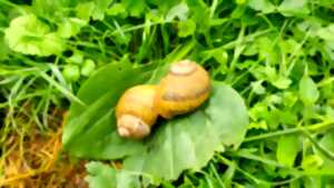 photo Au cœur de l'héliciculture : visite et parenthèse gourmande