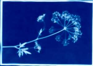 photo Cité de l'Accordéon et des Patrimoines : Atelier Cyanotype dentelle