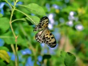 photo SORTIE DECOUVERTE  : LES PAPILLONS